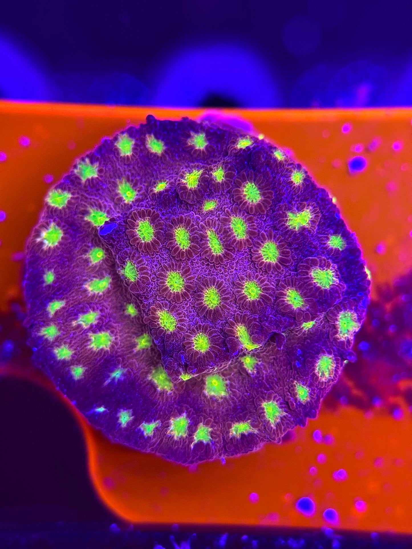 Bling Bling Cyphastrea