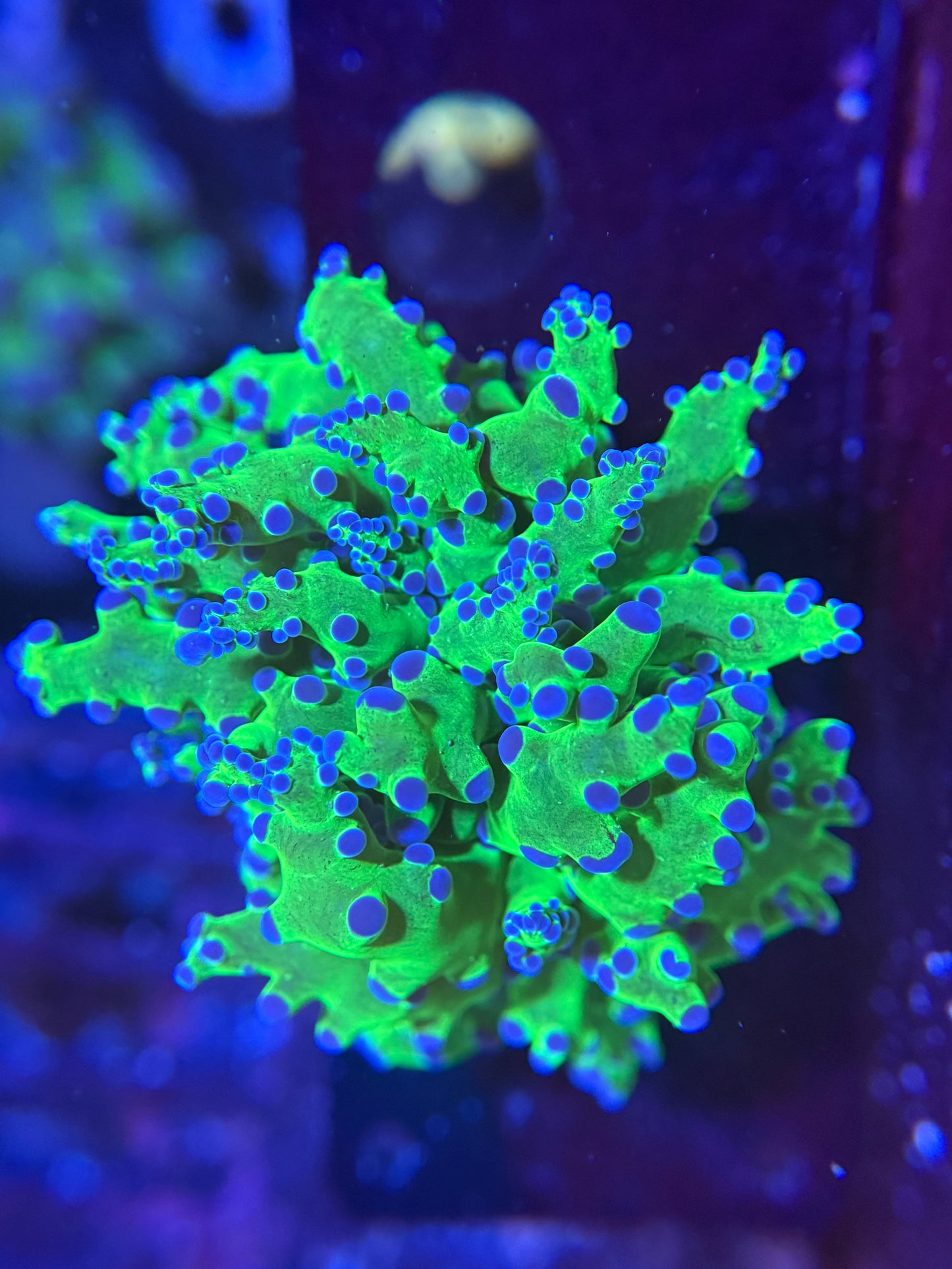 Neon Green Frogspawn