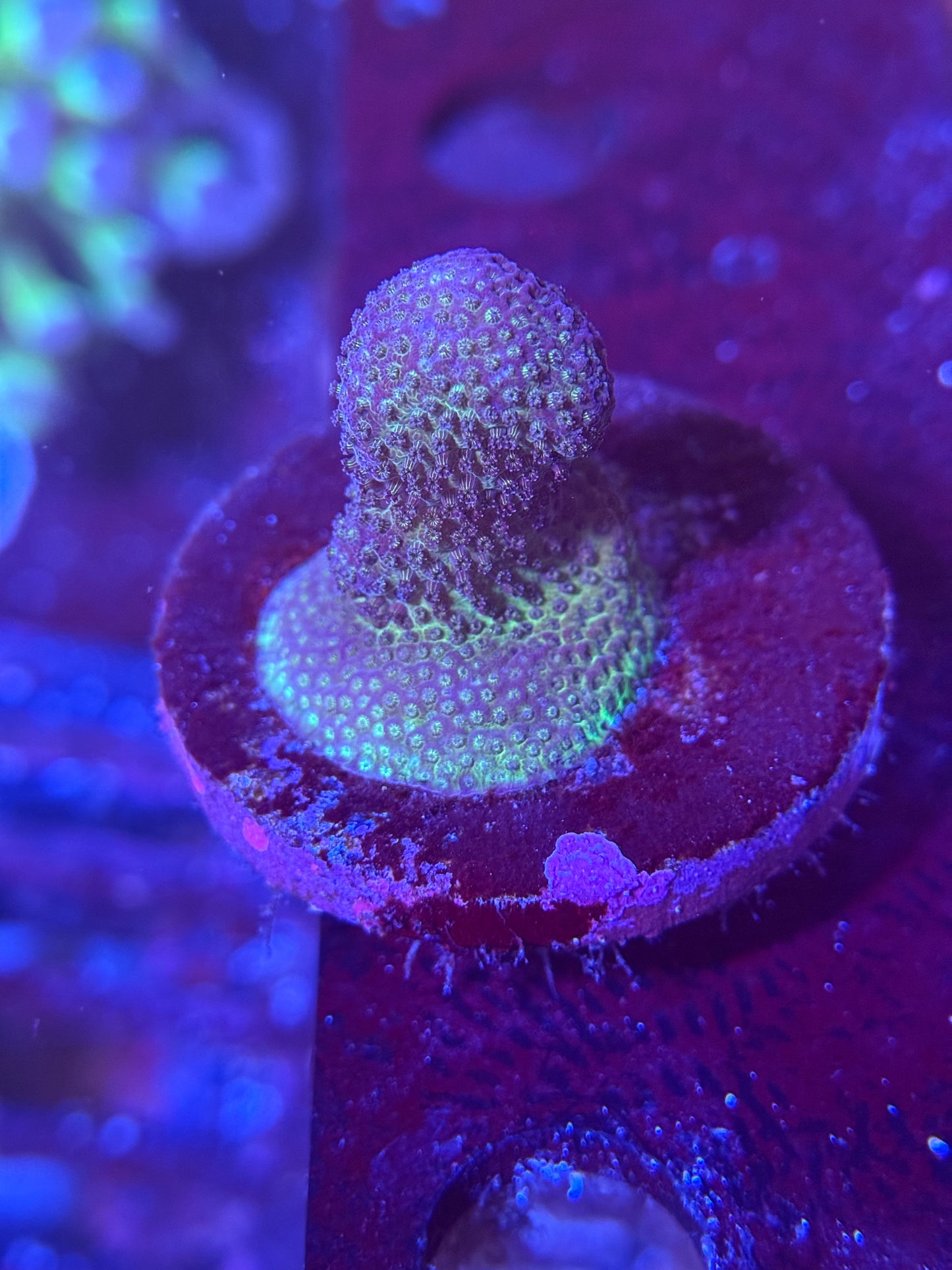 Pink Stylophora