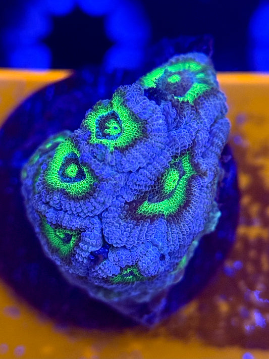 Emerald Freeze Acan Micromussa