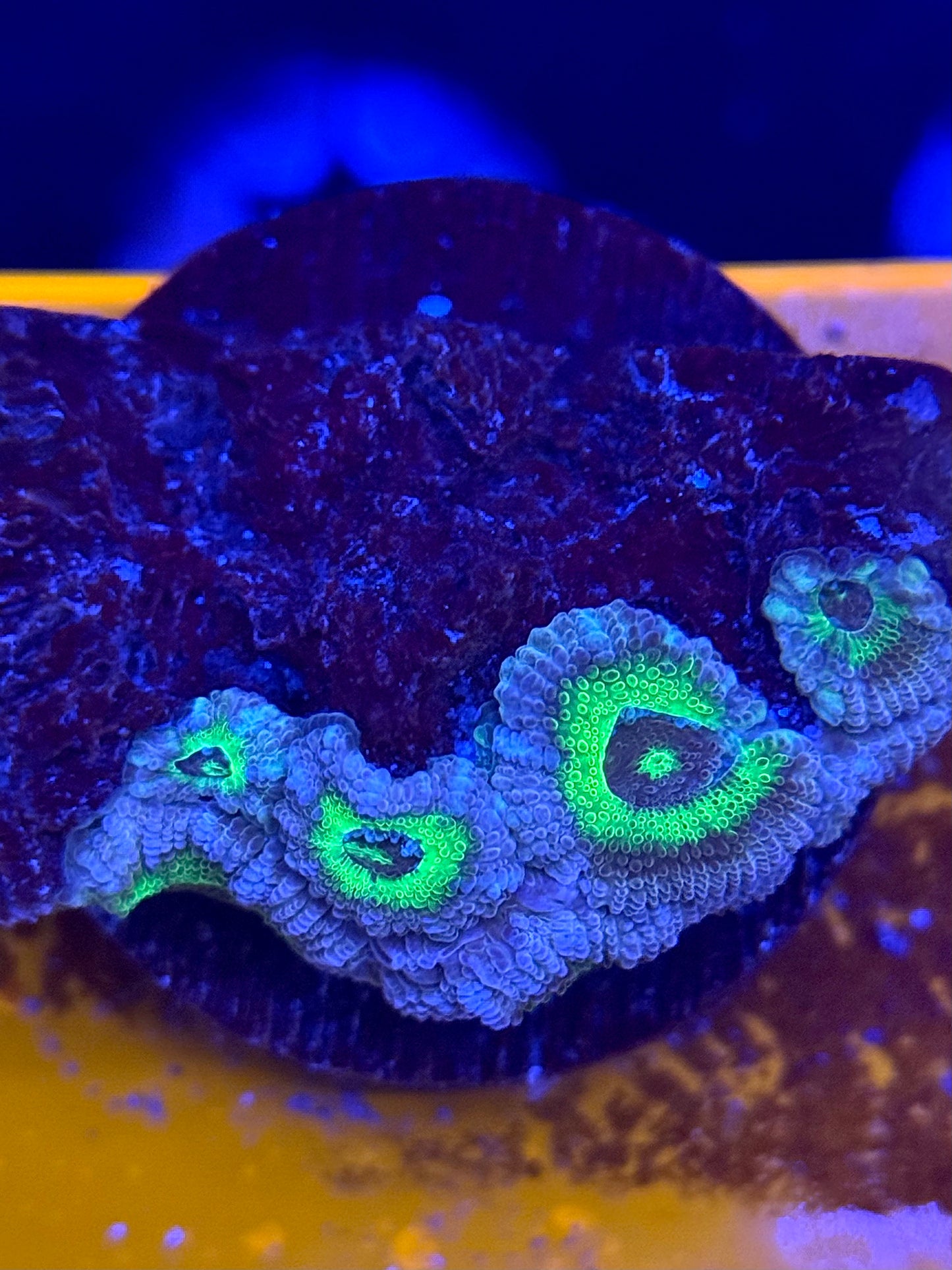 Emerald Freeze Acan Micromussa