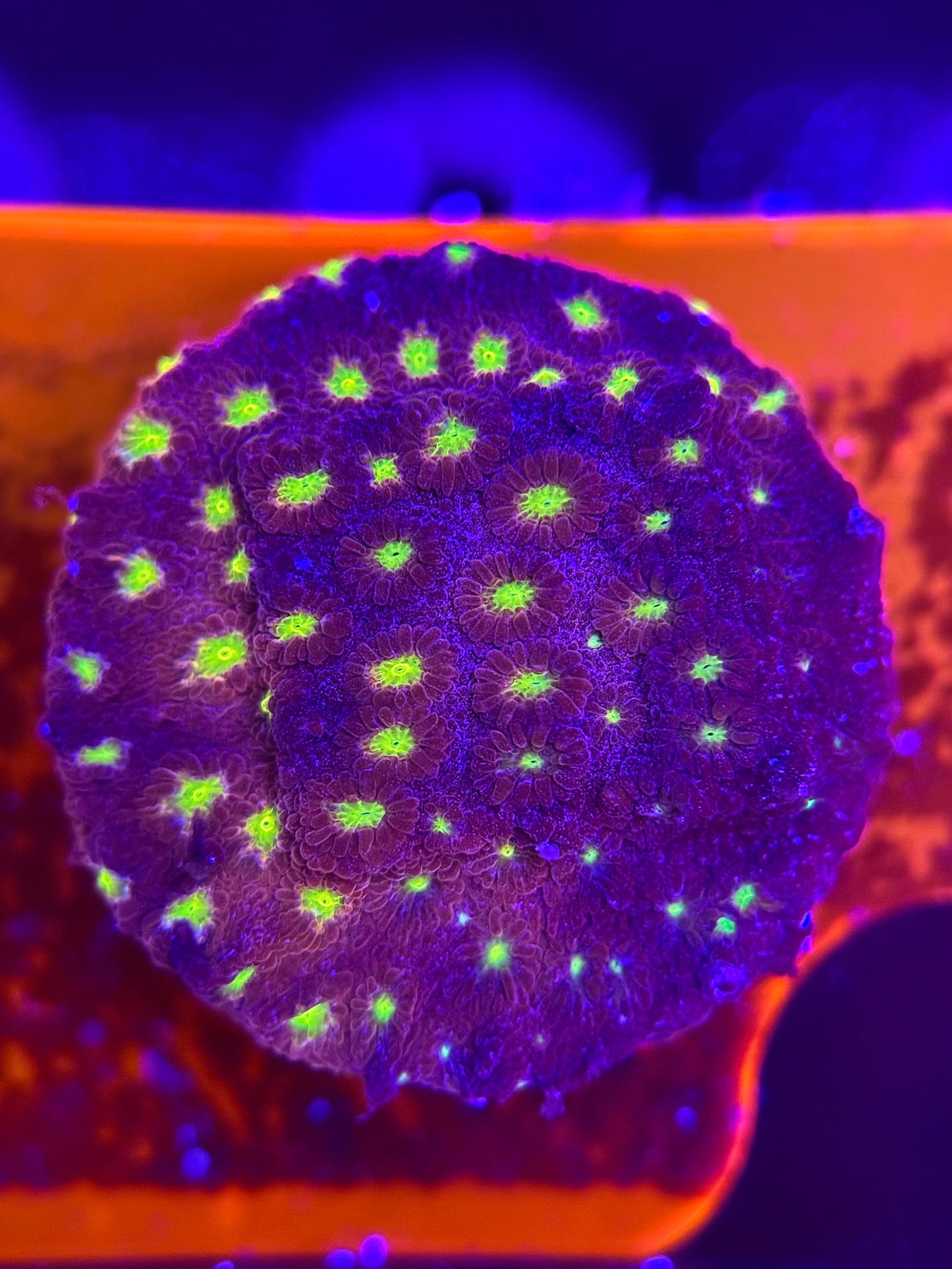 Bling Bling Cyphastrea