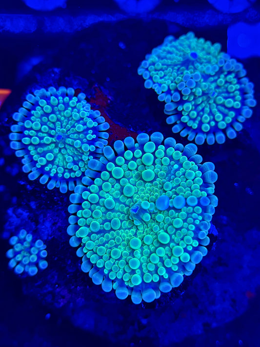 Bubblegum Yuma Colony