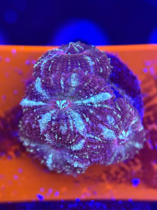 Sakura’s Frost Asian Acan