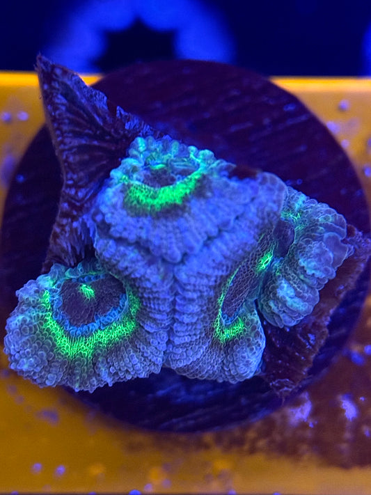 Emerald Freeze Acan Micromussa