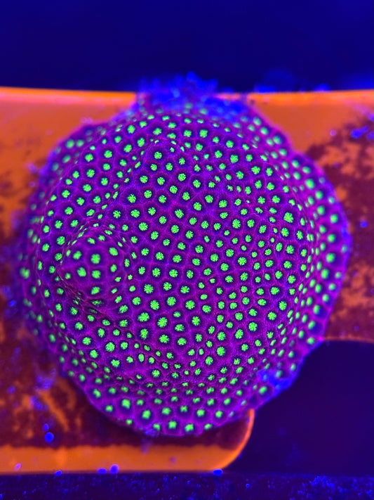 Electric Daisy Stylocoeniella