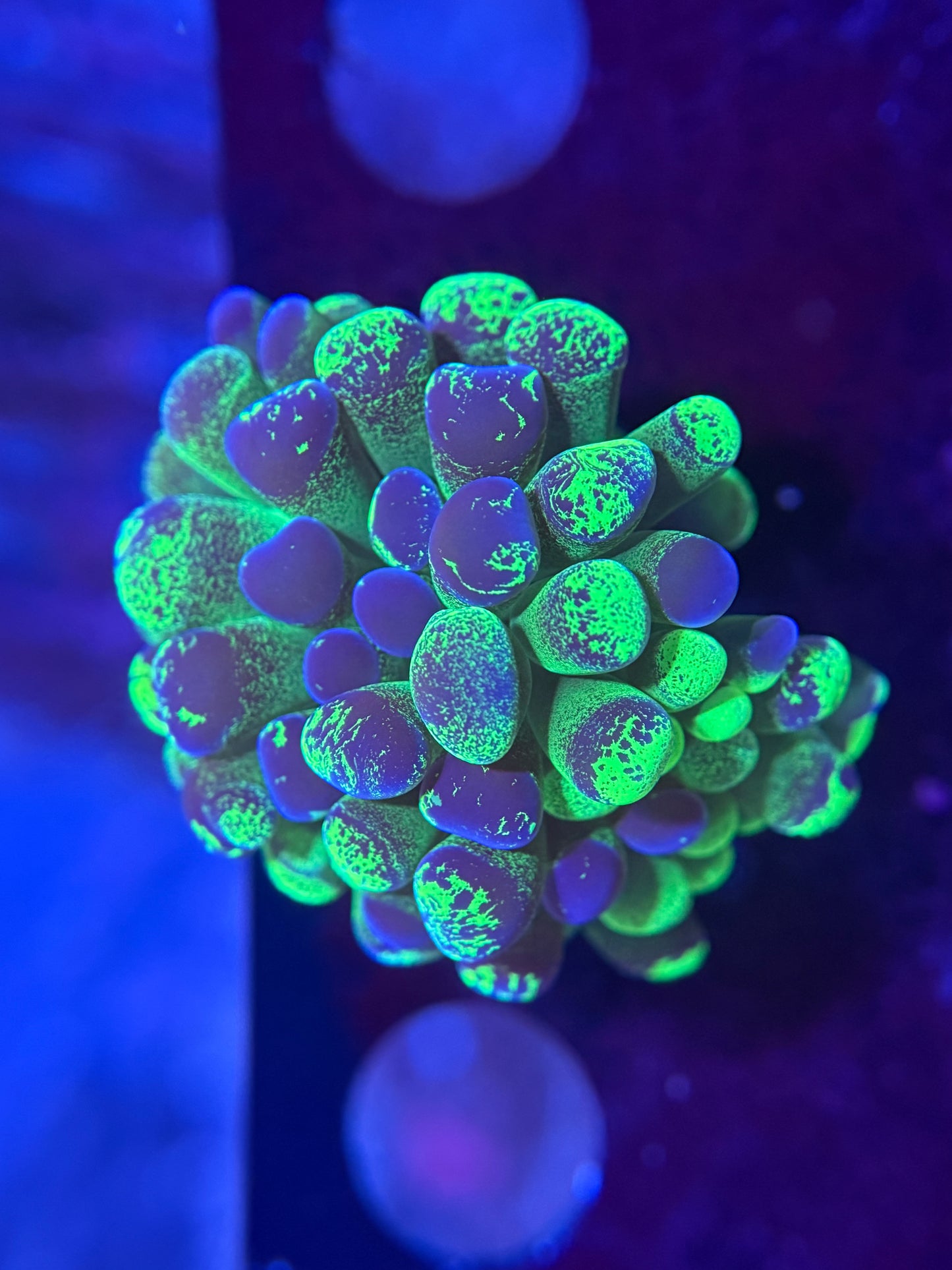 2H Bicolor Hammer