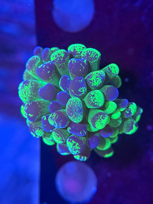 2H Bicolor Hammer