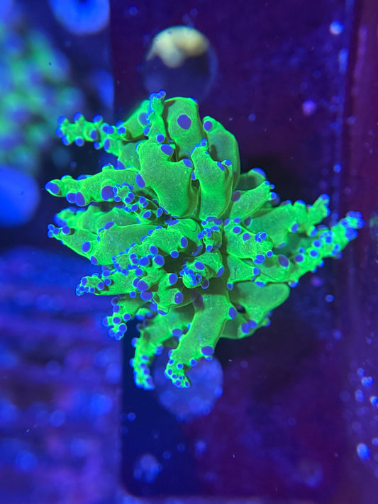 Neon Green Frogspawn