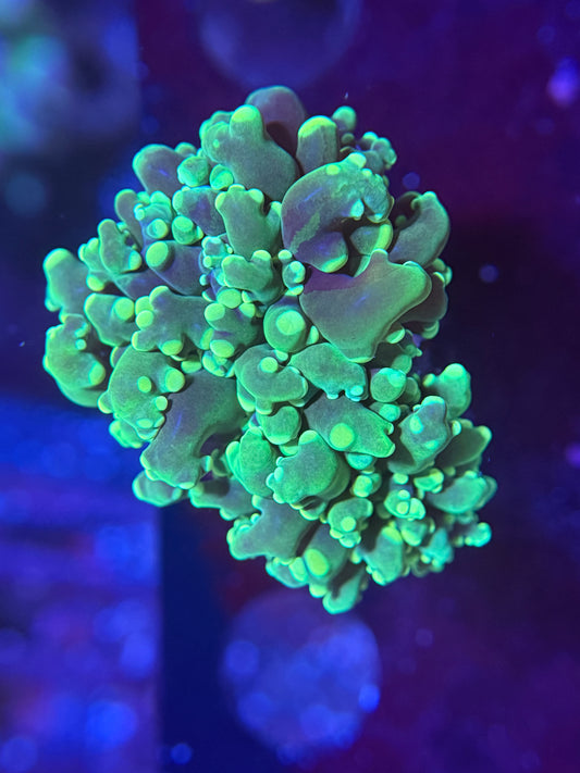 Green Frogspawn