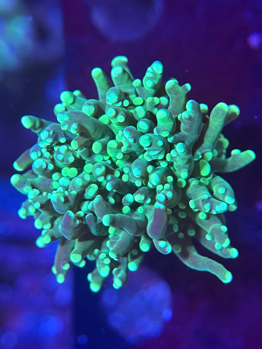 Green Frogspawn
