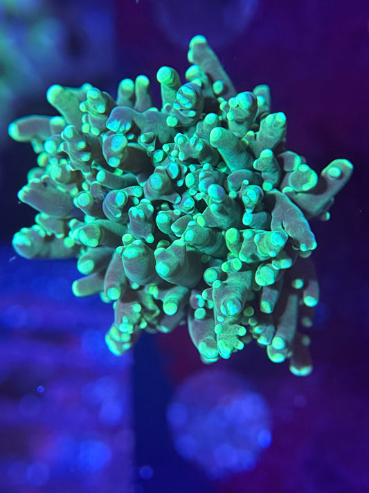 Green Frogspawn