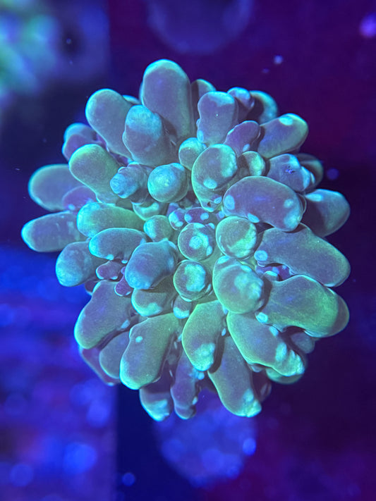 Green Frogspawn