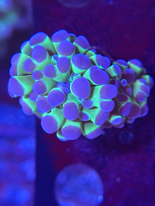 2H Fat Head Hologram Hammer