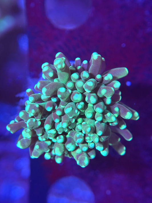 Green Frogspawn
