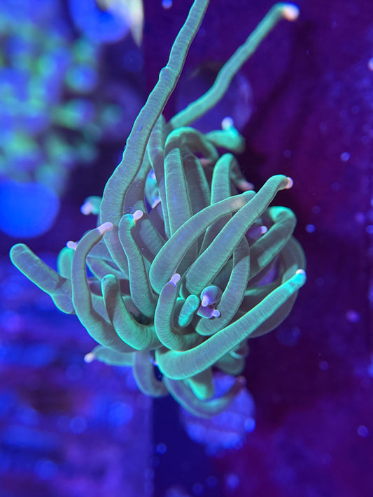 Peach Tip Green Torch
