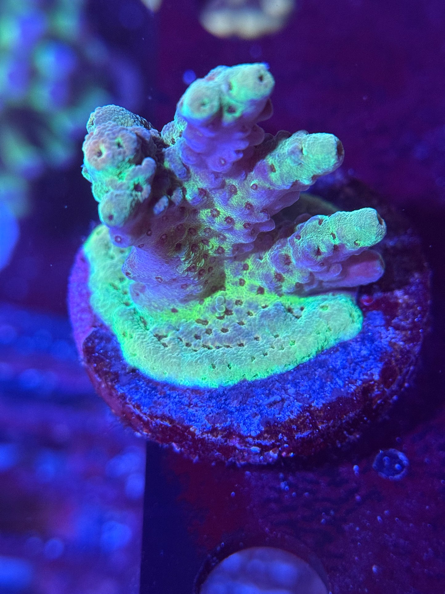 Cali Tort