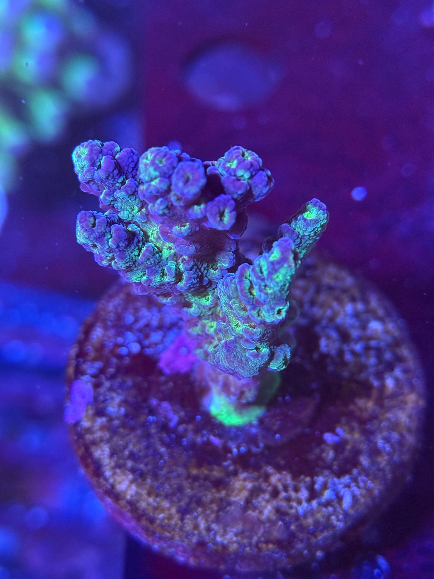 Blue Tort Acropora