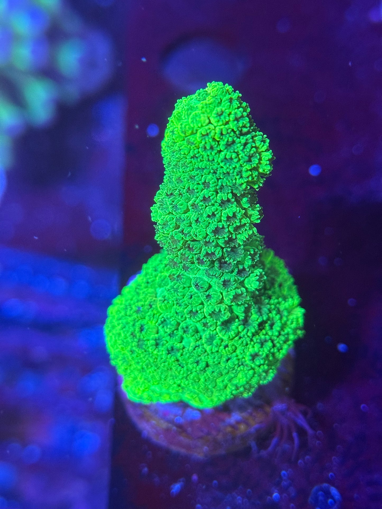 Green Millepora