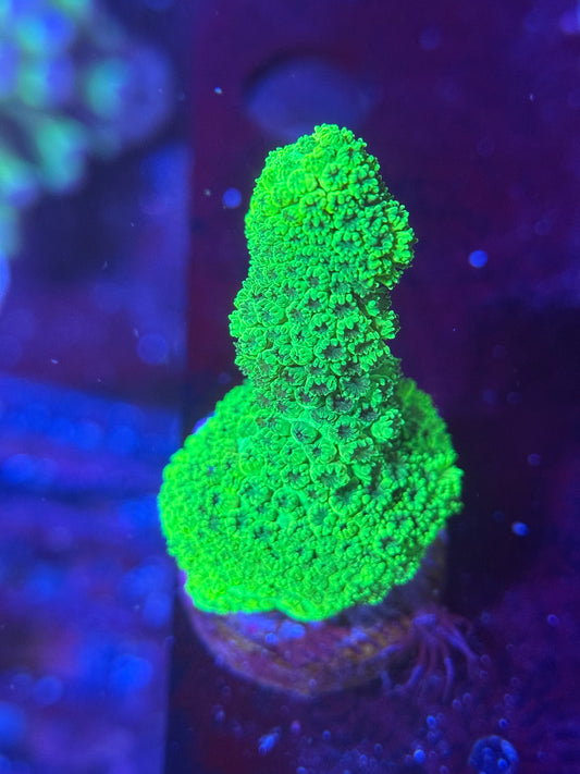 Green Millepora