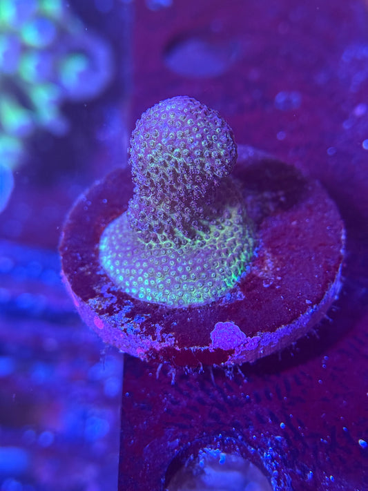 Pink Stylophora